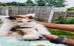 Maine Coon cats for sale: Mainecoon cross kittens  in Romford - Image 8
