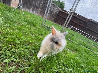 Lionhead rabbits - Advert 11