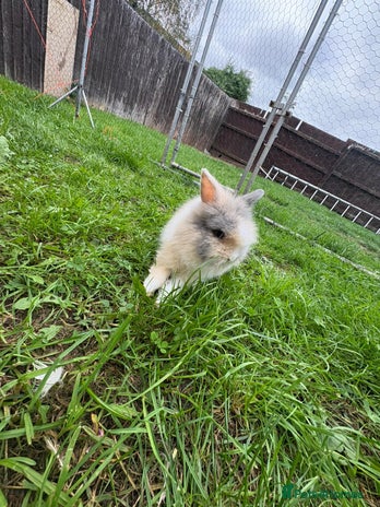 Lionhead rabbits - Advert 14