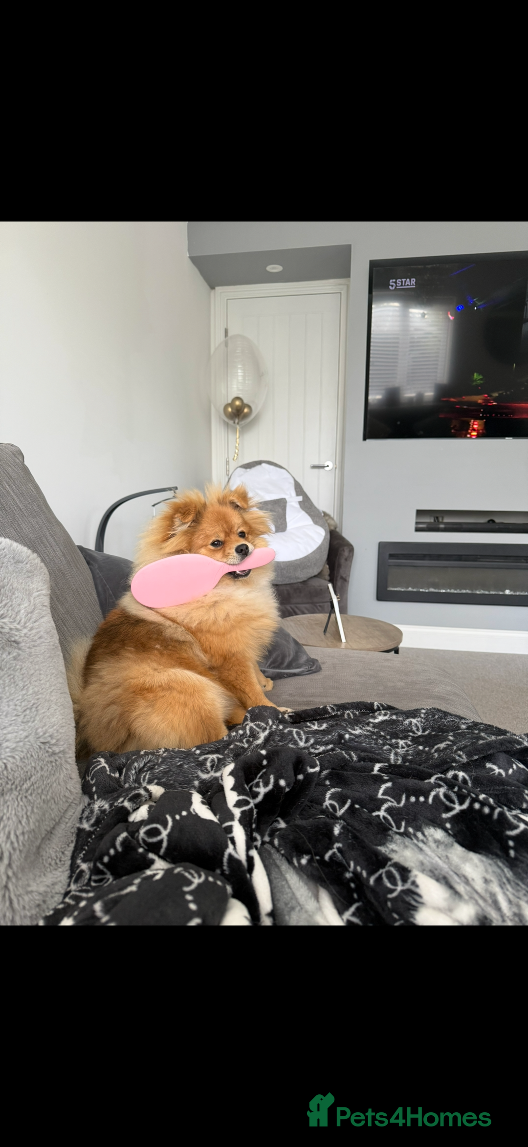 Pomeranian dogs for sale: Female Pomeranian for sale - Advert 2