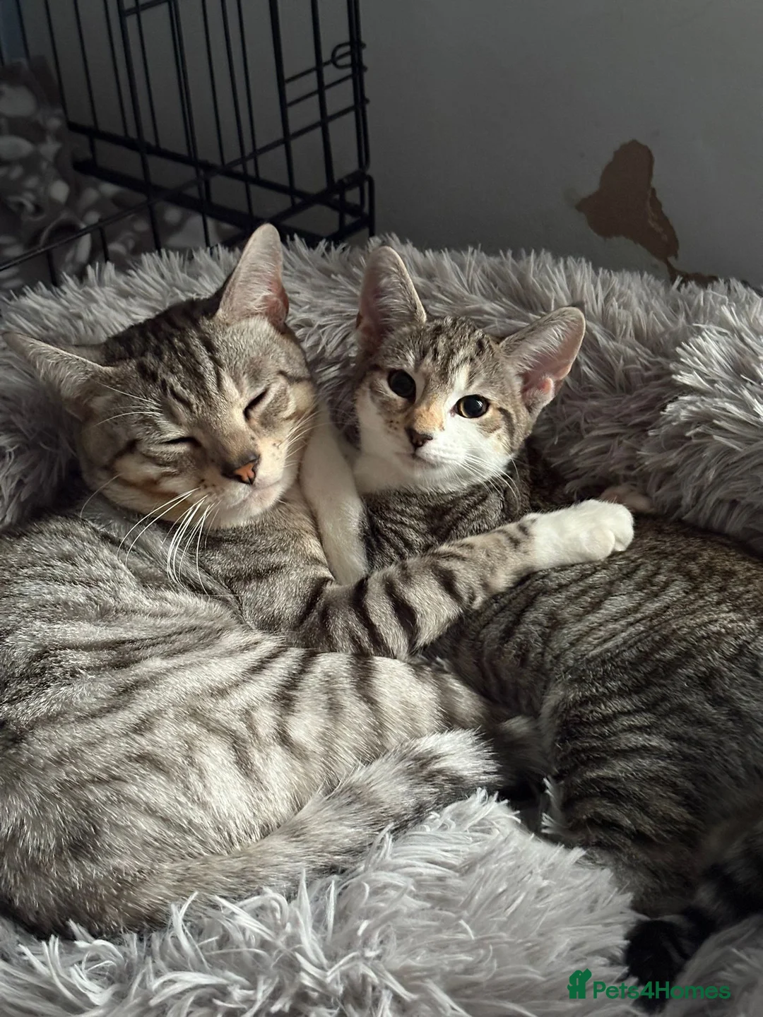 Mixed Breed cats for sale: 5 beautiful cats looking for their forever home ❤️ - Advert 6