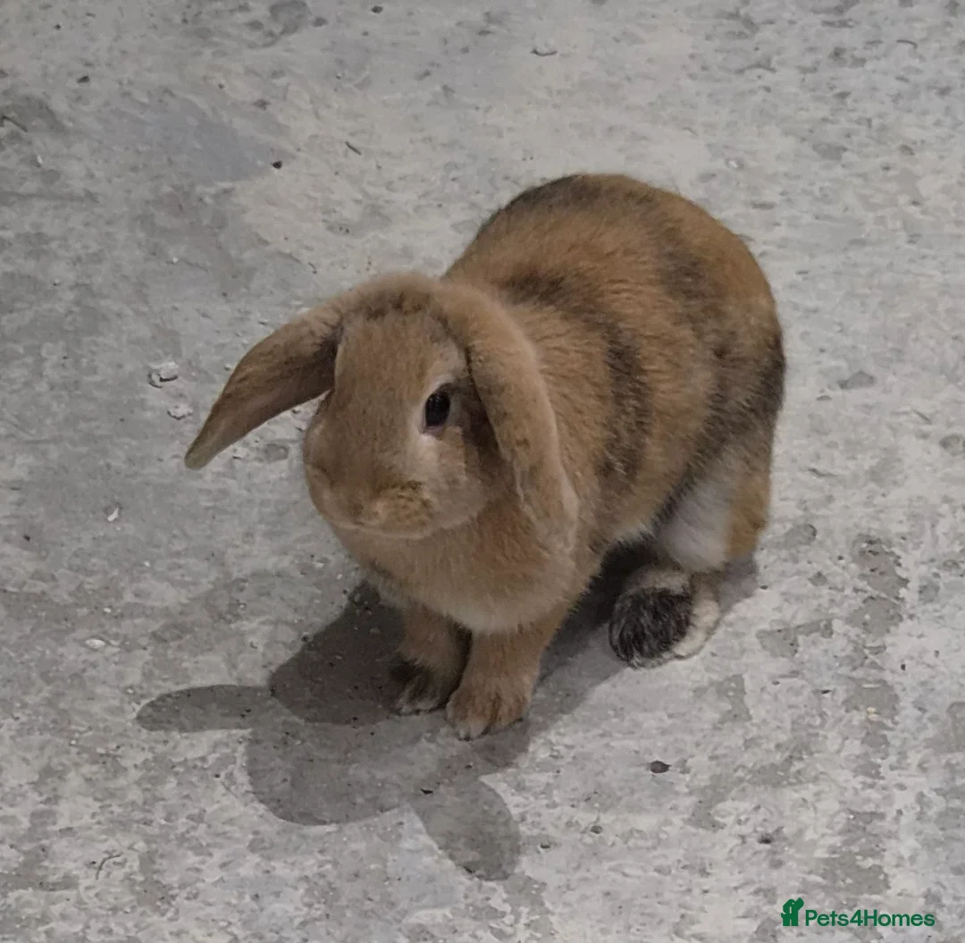 Mini Lop rabbits for sale: Gorgeous female mini lop rabbit up for sale - Advert 10