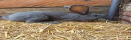 Continental Giant rabbits for sale: Continental giant babies available  - Advert 5