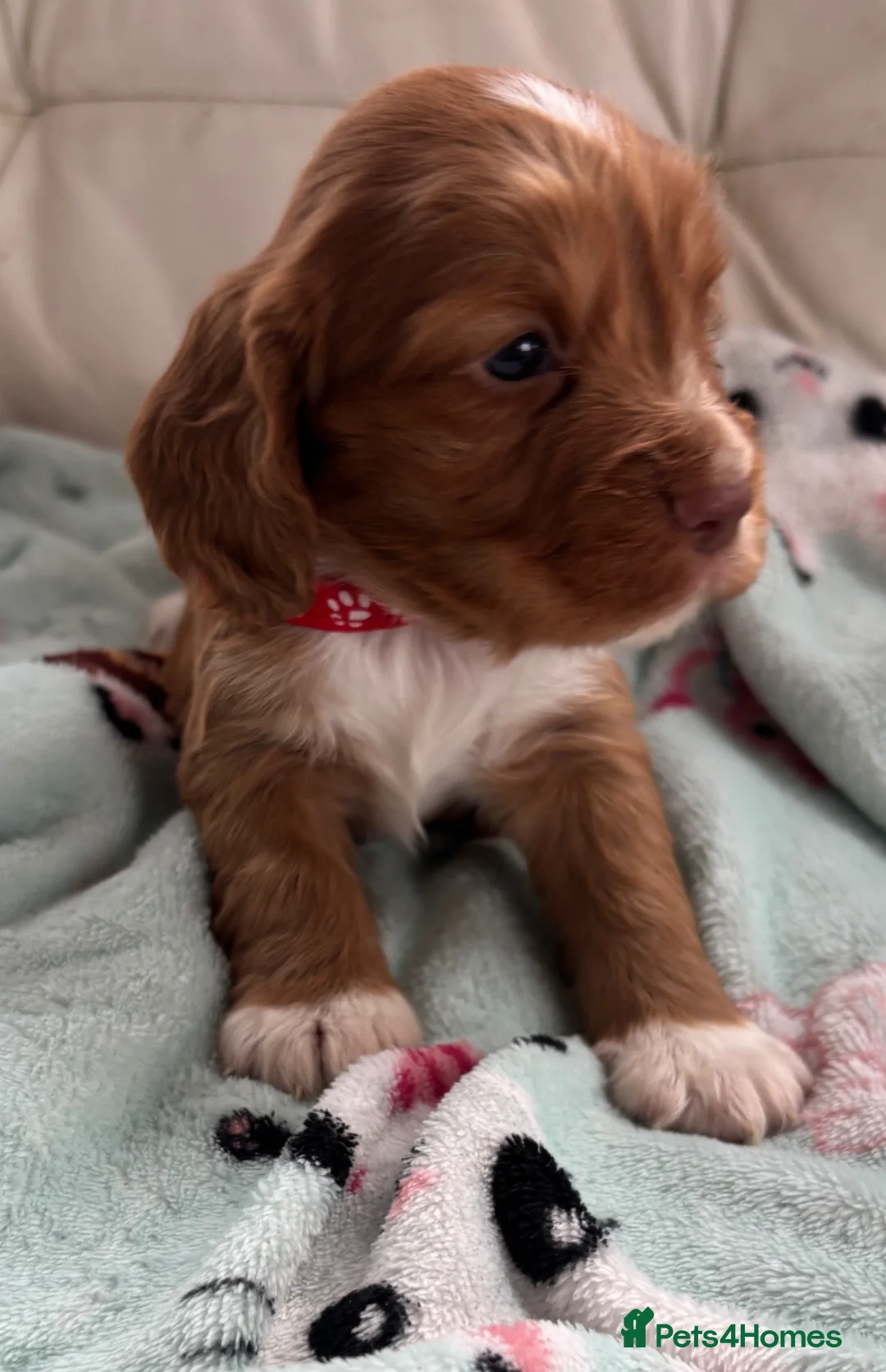Cocker Spaniel dogs for sale: Stunning KC registered  - Advert 2
