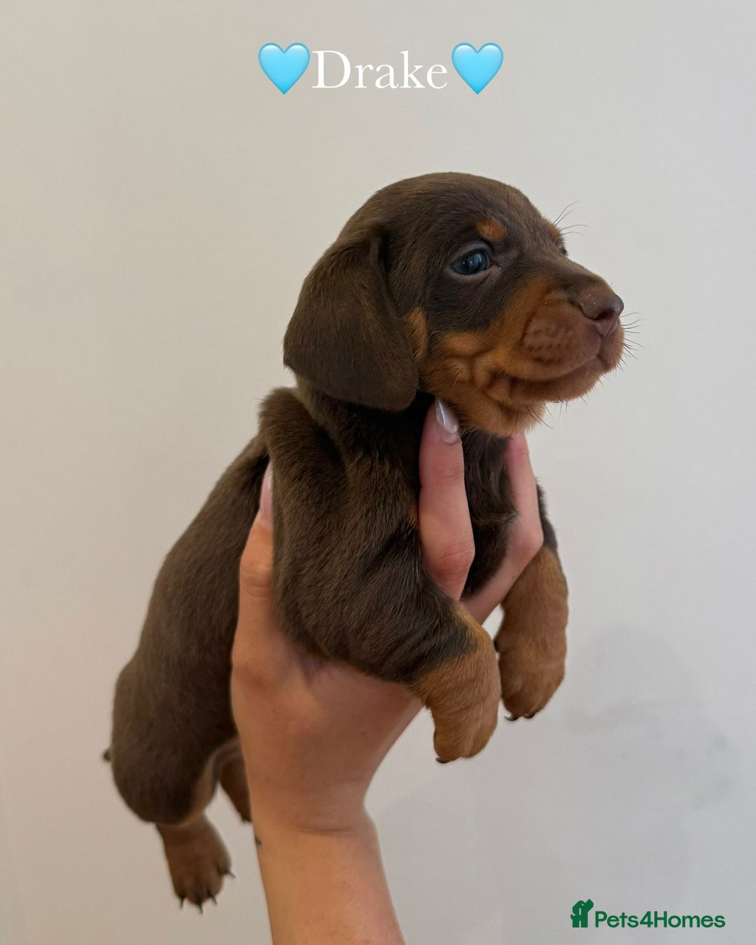 Dachshund dogs for sale: dachshund puppy’s for sale - Image 17