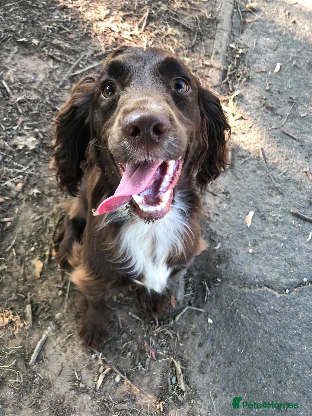 Cocker Spaniel dogs for sale: WORKING COCKER SPANIELS - Advert 1