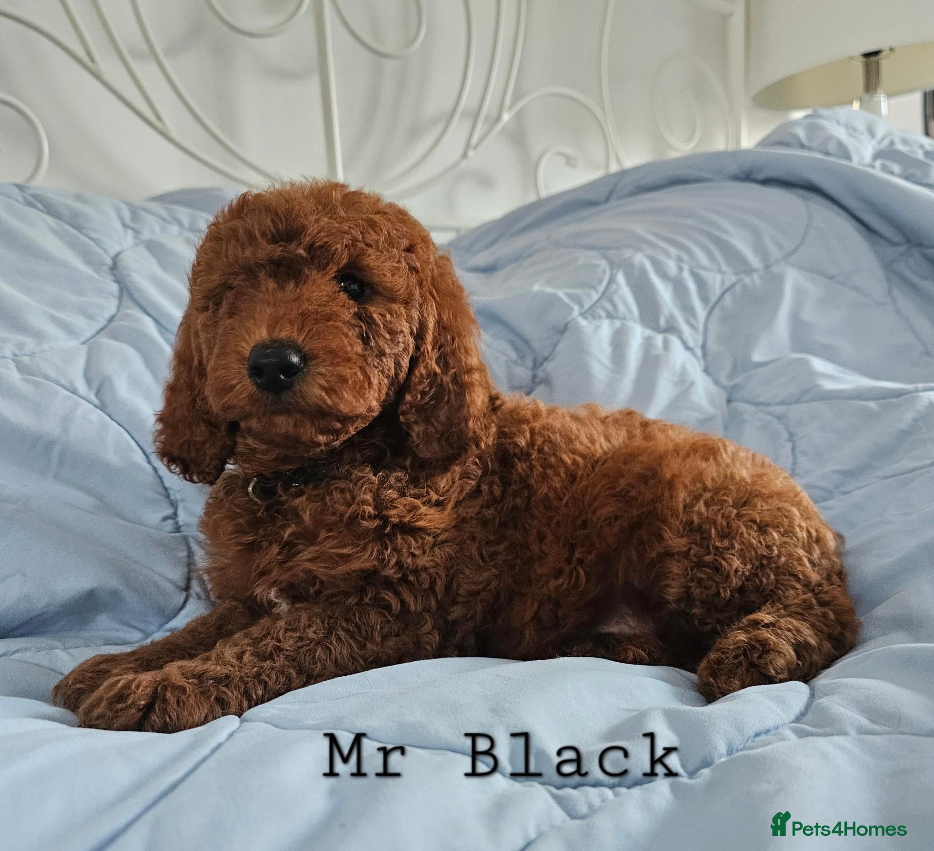 Mini Goldendoodle dogs Miniature Goldendoodle F1bb Ready Now  - Advert 1