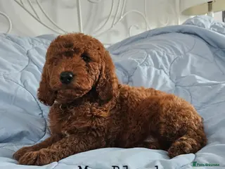 Mini Goldendoodle dogs Miniature Goldendoodle F1bb Ready Now - Advert 1