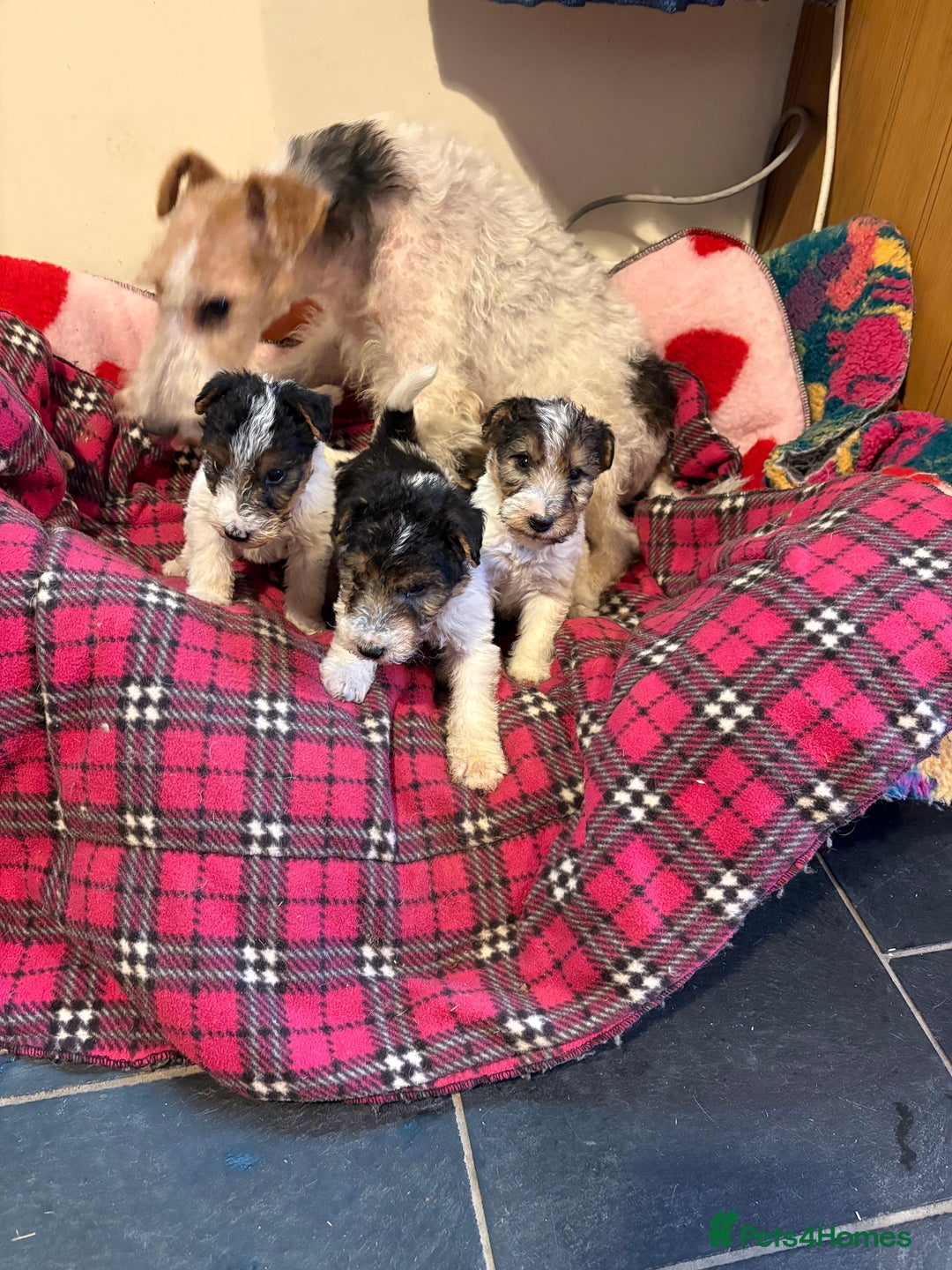 Fox Terrier dogs for sale: ⭐️ Licensed Breeder ⭐️ Wire Fox Terriers  - Advert 4