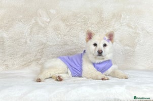 Siberian Husky dogs - Advert 5