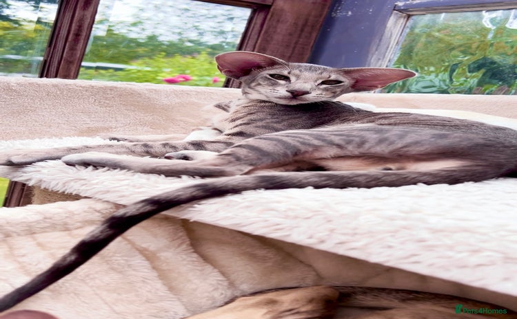 Oriental cats - Advert 2