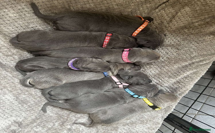 Cane Corso dogs - Advert 1