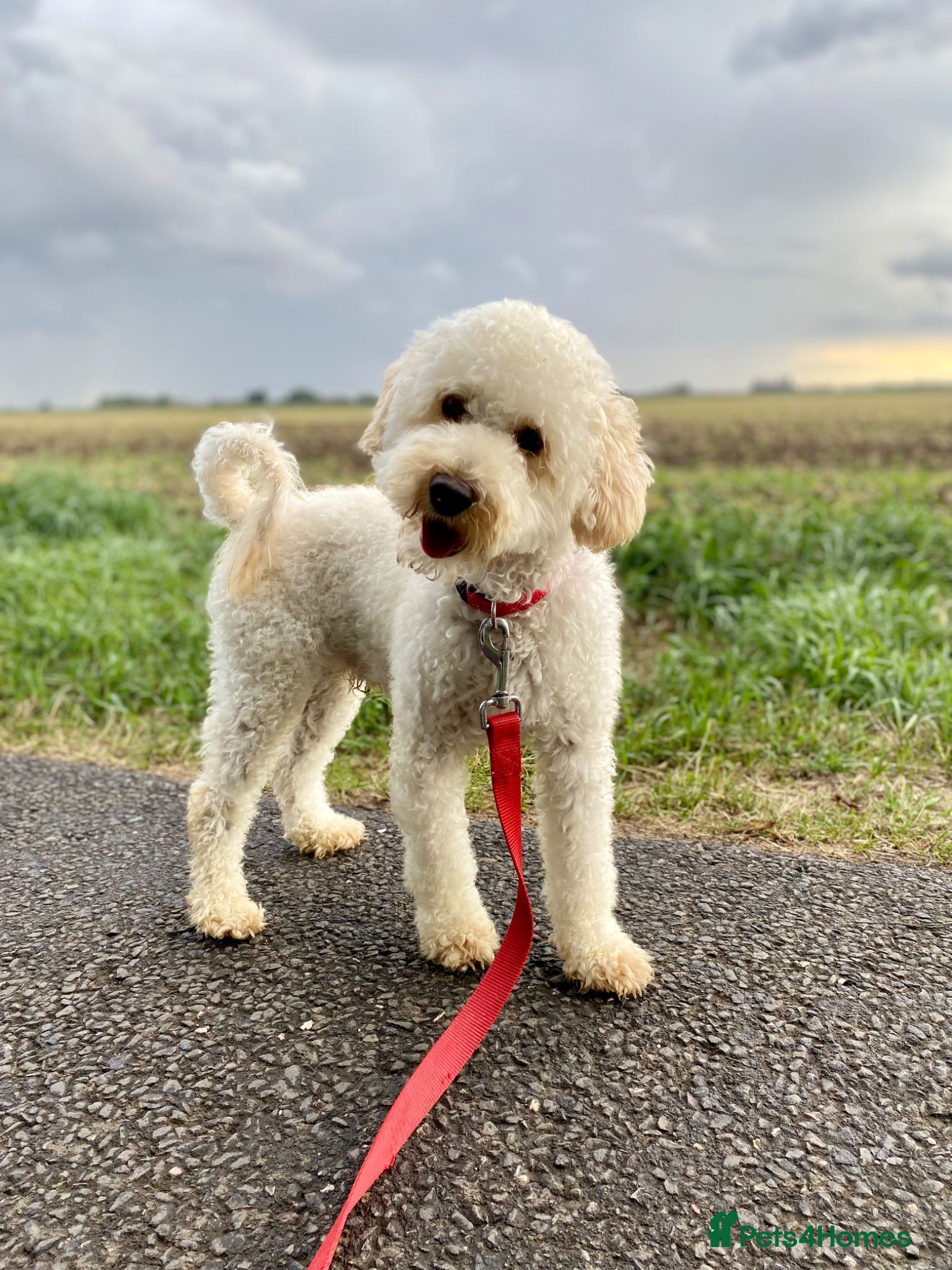 Miniature Poodle dogs Stormzy has Retired 💙 - Advert 1