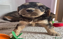 Cockapoo dogs for sale: Stunning show type cockapoo puppies  - Image 17
