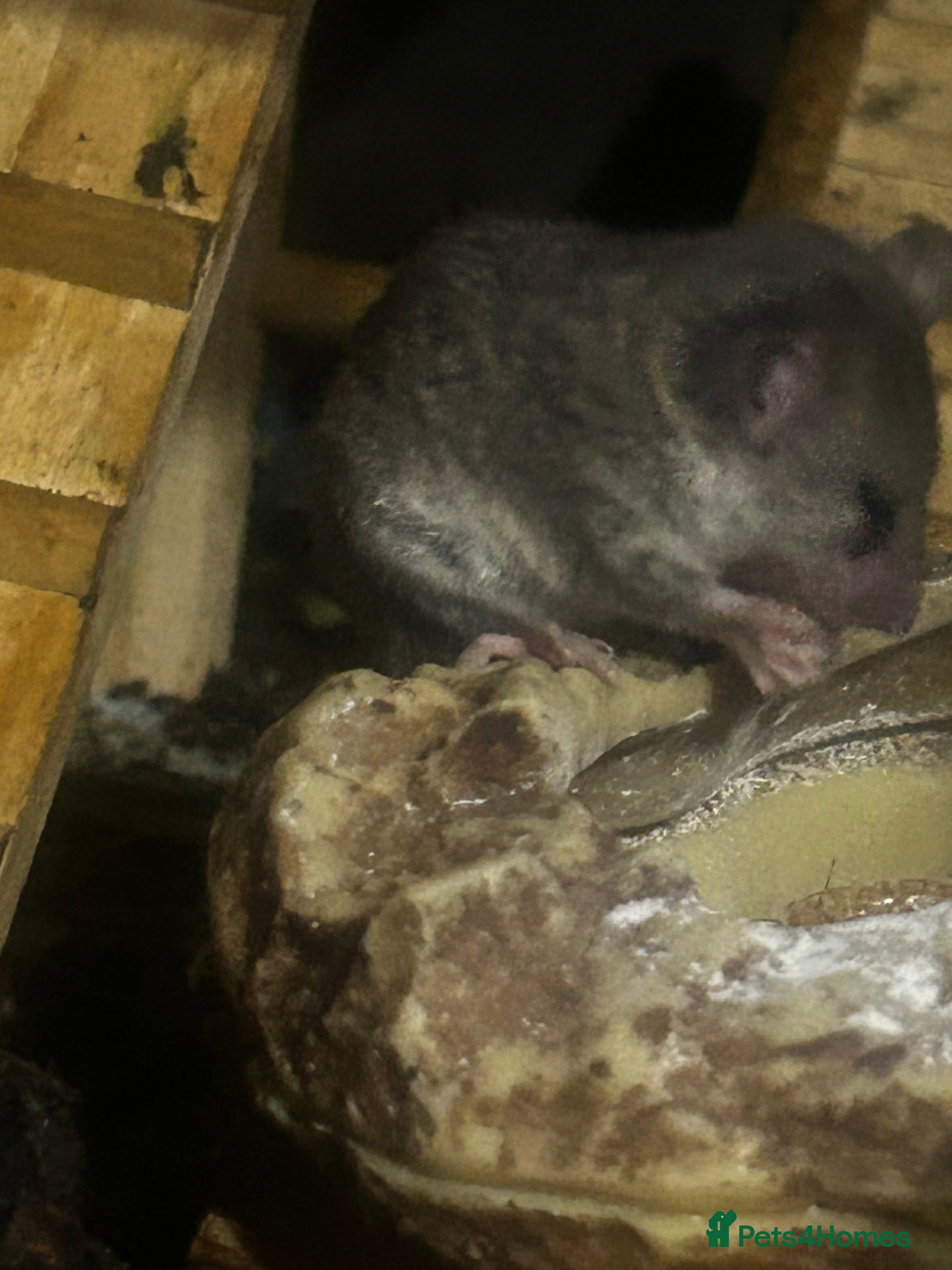 Mouse rodents Mousarium with about 40 African Pygmy Dormice  - Advert 3