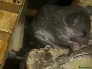 Mouse rodents Mousarium with about 40 African Pygmy Dormice - Advert 1