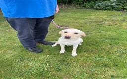 Labrador Retriever dogs for sale: Yellow Labrador bitch pups - Image 3