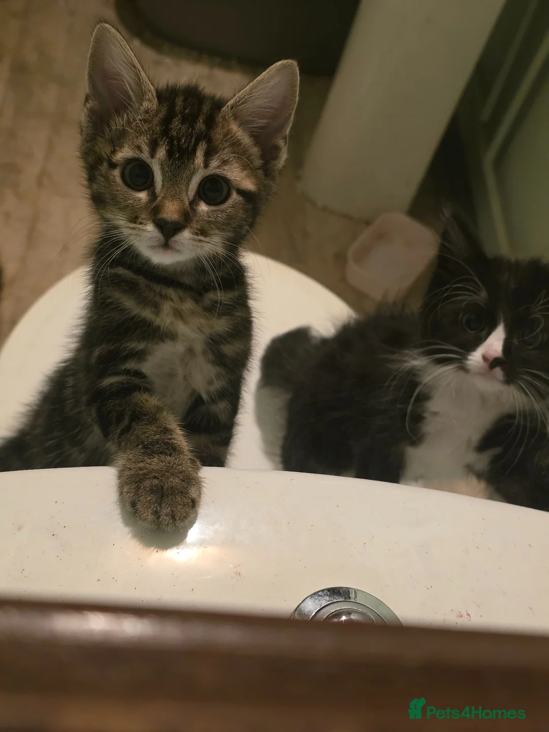 Mixed Breed cats for sale: Kittens for sale  in Southampton - Advert 4