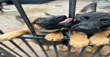 Mixed Breed dogs - Advert 6