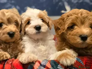 Maltipoo dogs Maltipoo Puppies with Confirmed Parentage - Advert 1