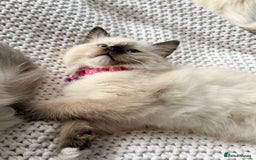 Ragdoll cats for sale: Ragdolls kittens 2 girls & 3 boys  - Image 14