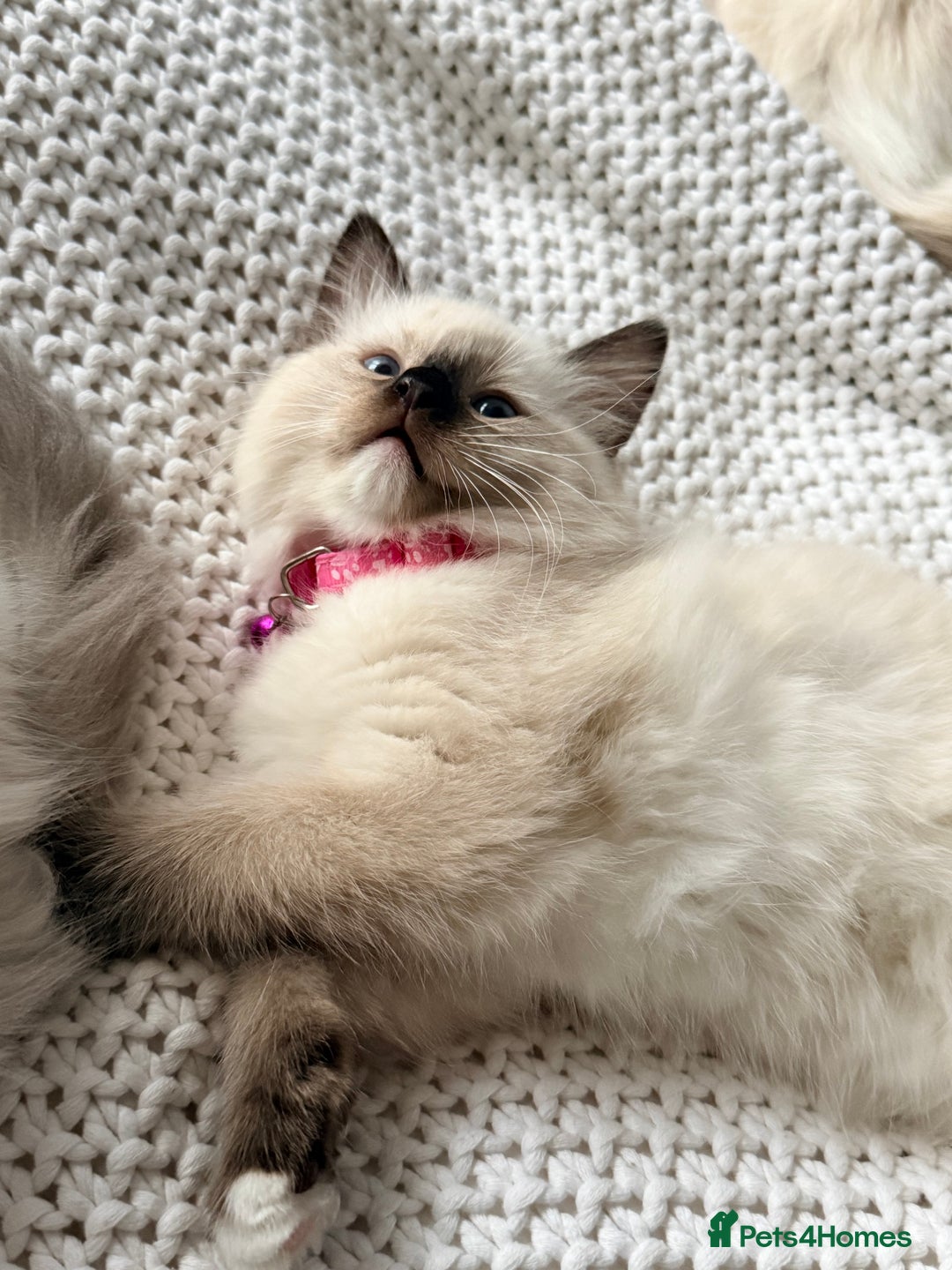 Ragdoll cats for sale: Ragdolls kittens 2 girls & 3 boys  - Image 14