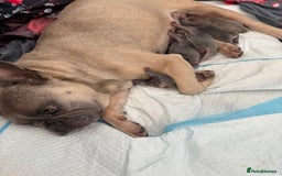 Mixed Breed dogs for sale: Frenglish puppies  - Image 1