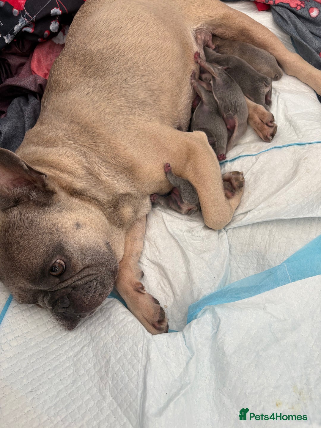 Mixed Breed dogs for sale: Frenglish puppies  - Image 1