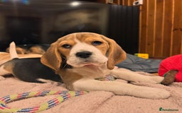 Beagle dogs for sale: Adorable Beagle Puppies for Sale! - Image 3