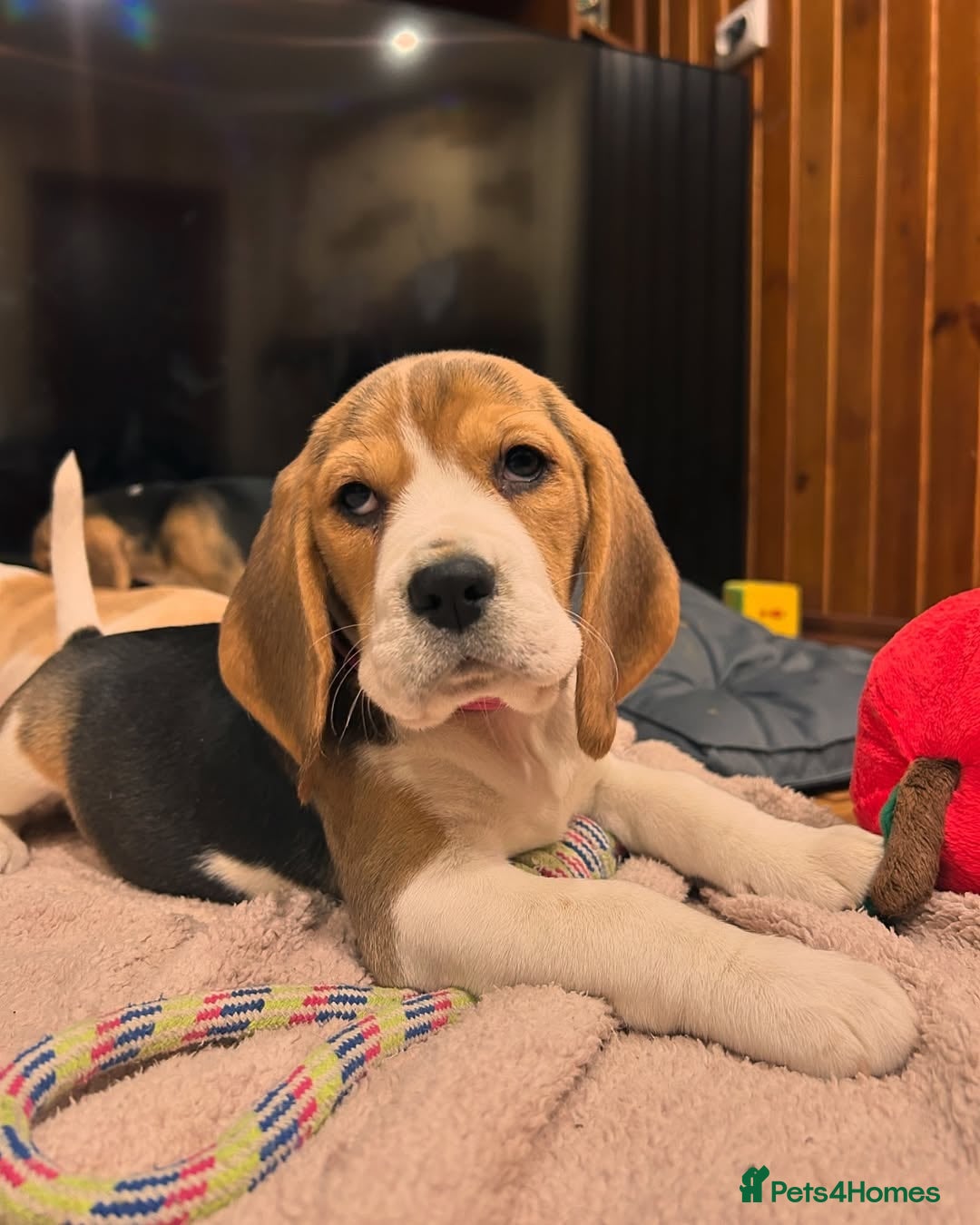Beagle dogs for sale: Adorable Beagle Puppies for Sale! - Image 3