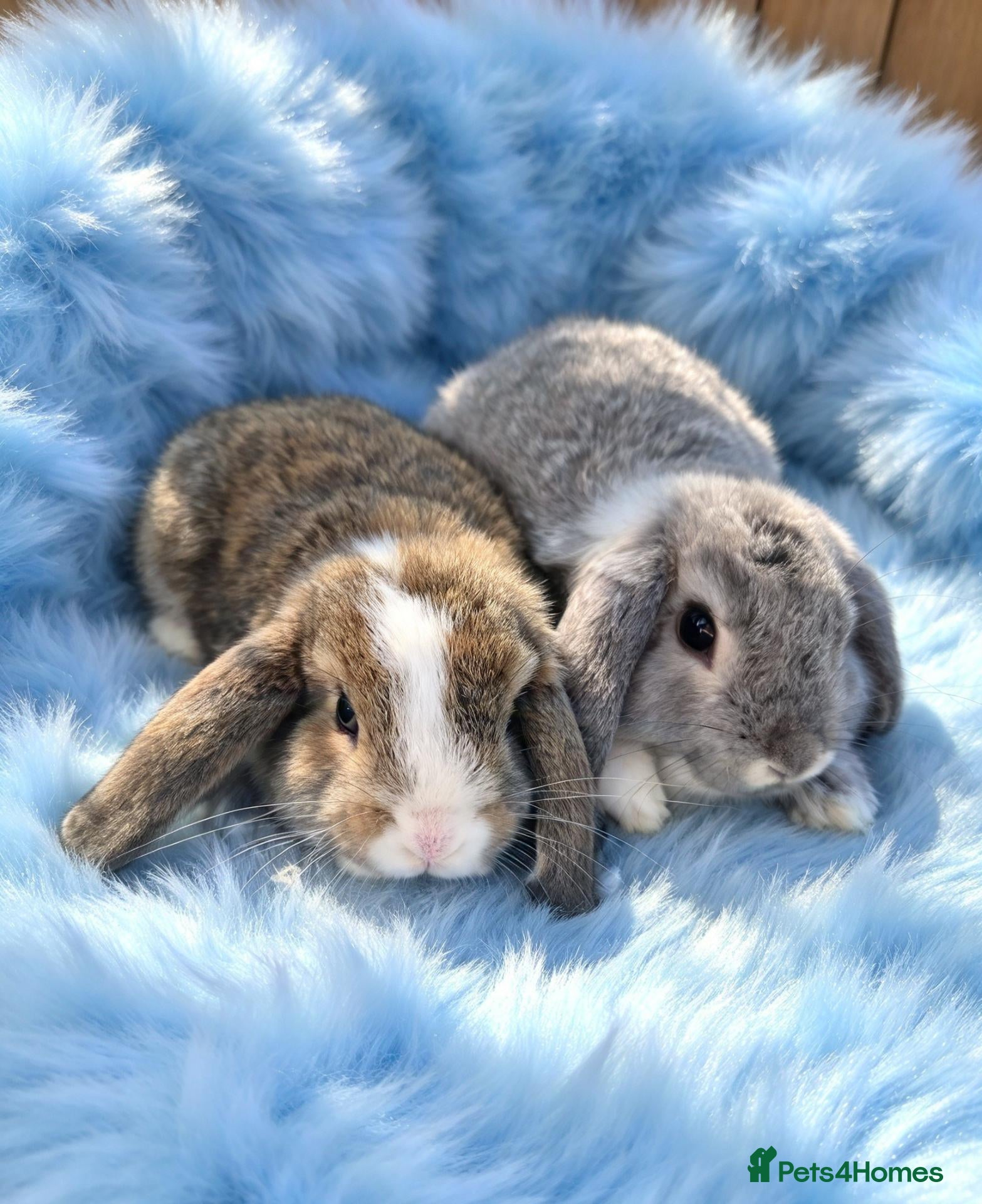 Mini Lop rabbits Mini lop plush carriers pair - Advert 8