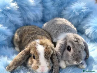 Mini Lop rabbits Mini lop boys * ready now* - Advert 1