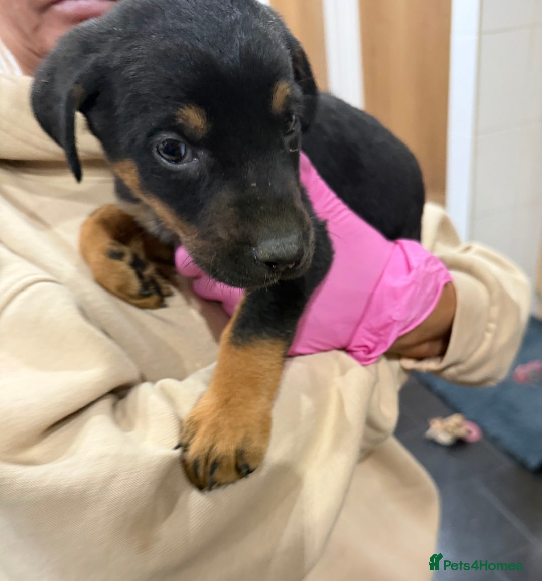 Mixed Breed dogs for sale: Doberman X puppies for sale  - Advert 28