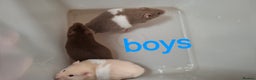 Hamster rodents for sale: Baby Syrian Hamsters - Advert 6