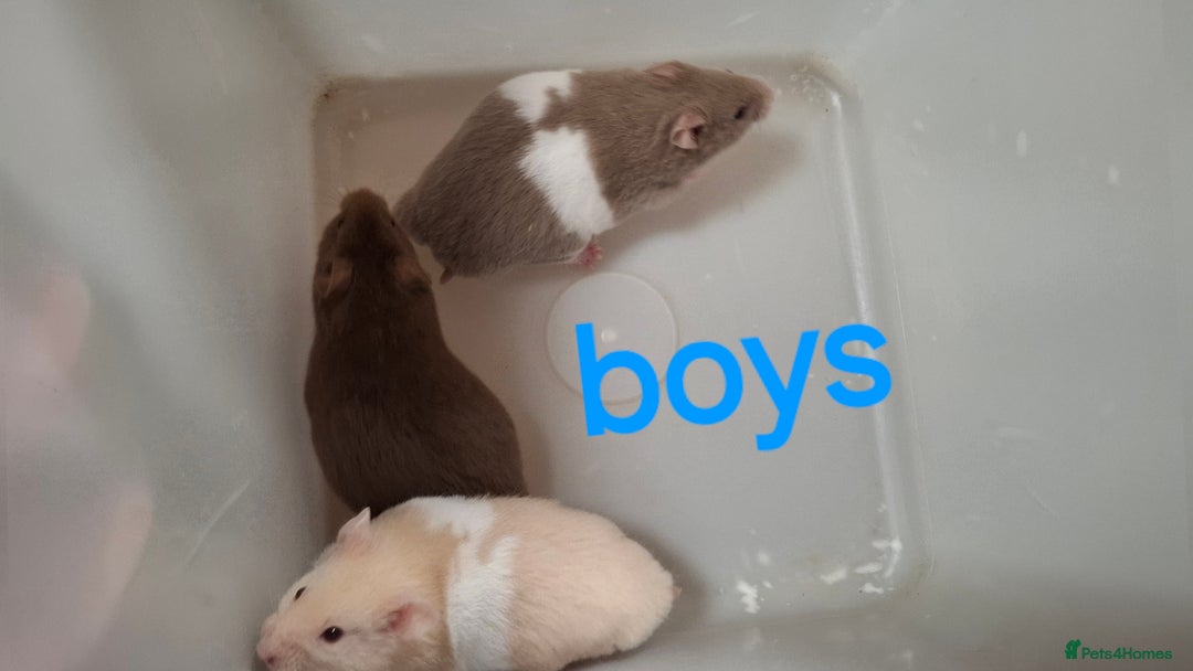 Hamster rodents for sale: Baby Syrian Hamsters - Advert 6