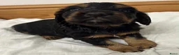 Cocker Spaniel dogs for sale: 🐾 GORGEOUS COCKER SPANIEL PUPPIES 🐾 - Advert 24