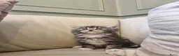 Maine Coon cats for sale: Gorgeous Maine Coon X Kittens-Litter of 7 - Advert 17