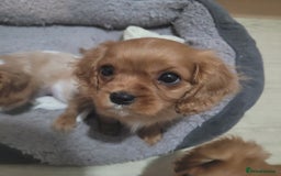 Cavalier King Charles Spaniel dogs for sale: READY NOW 1 male left Cavalier king charles pups - Image 7