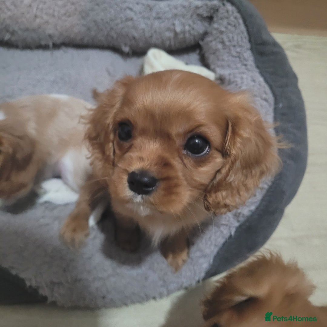 Cavalier King Charles Spaniel dogs for sale: READY NOW 1 male left Cavalier king charles pups - Image 7