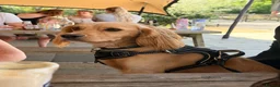 Cocker Spaniel dogs for stud: Golden Cocker Spaniel for Stud - Advert 3