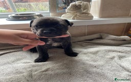 Mixed Breed dogs for sale: Gorgeous Staffordshire bull terrier pups  - Image 5