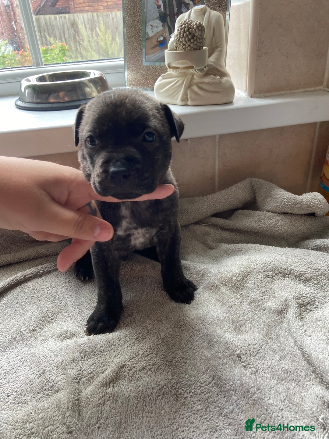 Mixed Breed dogs for sale: Gorgeous Staffordshire bull terrier pups  - Image 5