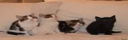 Mixed Breed cats for sale: 4 Beautiful Gentle Kittens for Sale - Advert 5