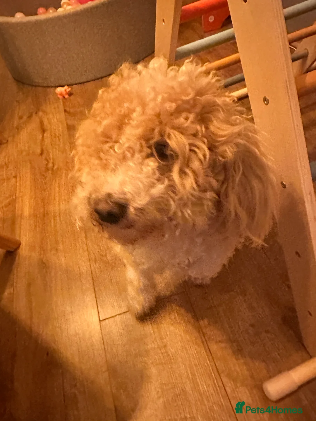 Poochon dogs for sale: Loving, Poodle-Bichon mix looking for a new home - Advert 3