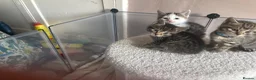 Bengal cats for sale: Bengal X kittens - Advert 9
