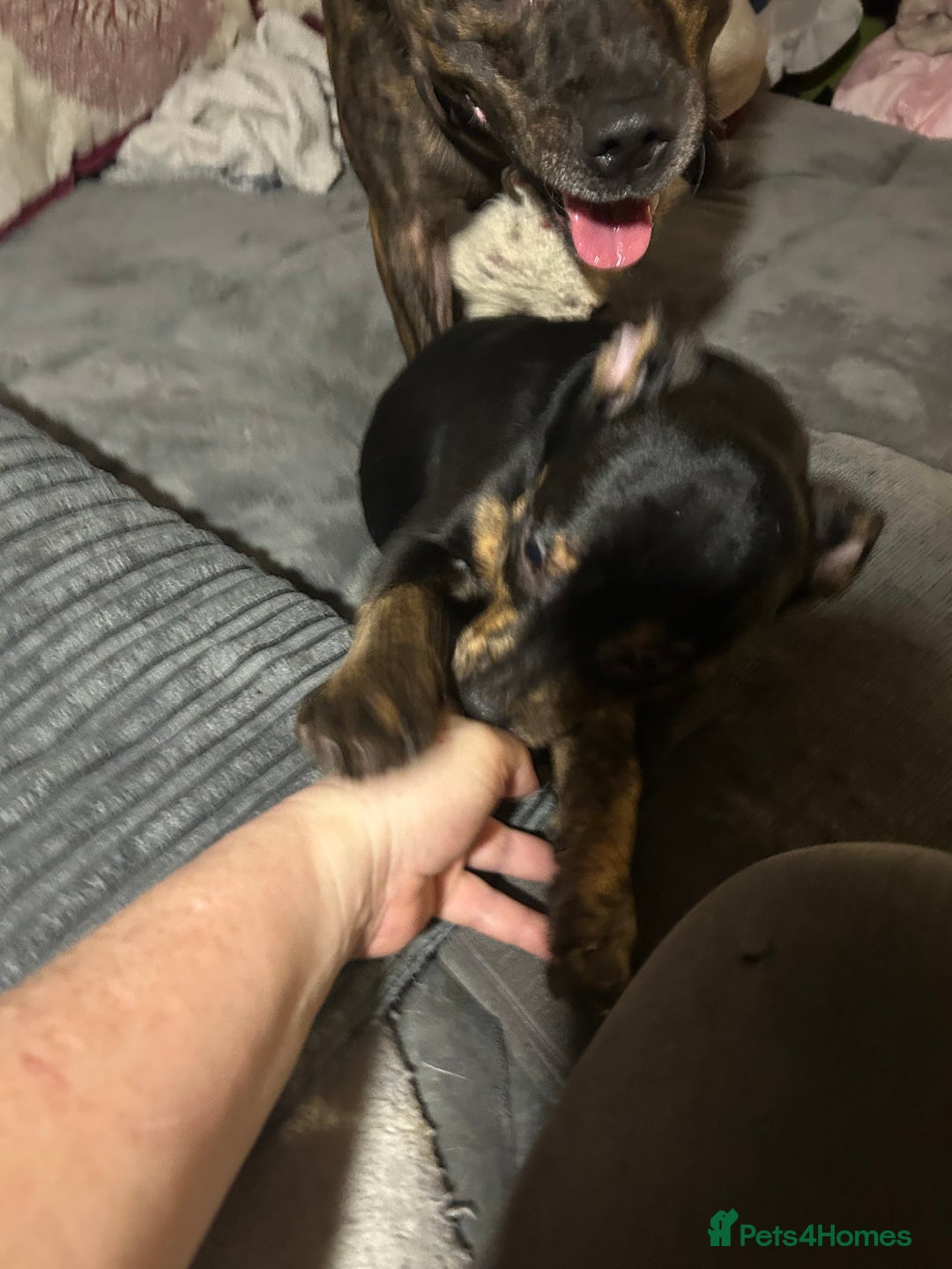 Mixed Breed dogs for sale: Male  - Advert 3