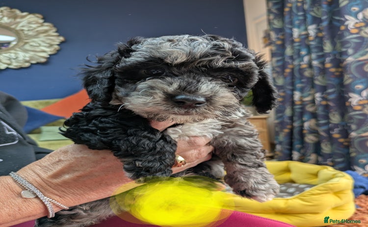 Miniature Poodle dogs - Advert 3