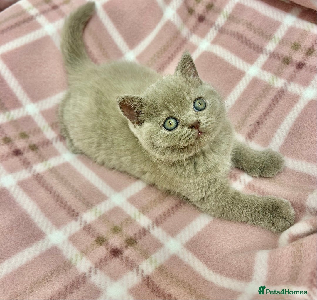 British Shorthair cats for sale: GCCF British Shorthair for Sale - Advert 21