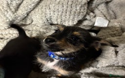 Jackapoo dogs for sale: Adorable Jackapoo puppies  - Image 11