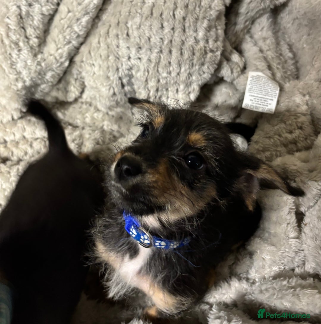 Jackapoo dogs for sale: Adorable Jackapoo puppies  - Image 11